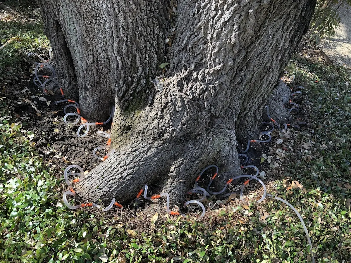 Detailed Tree Cabling and Bracing job site in Kearney