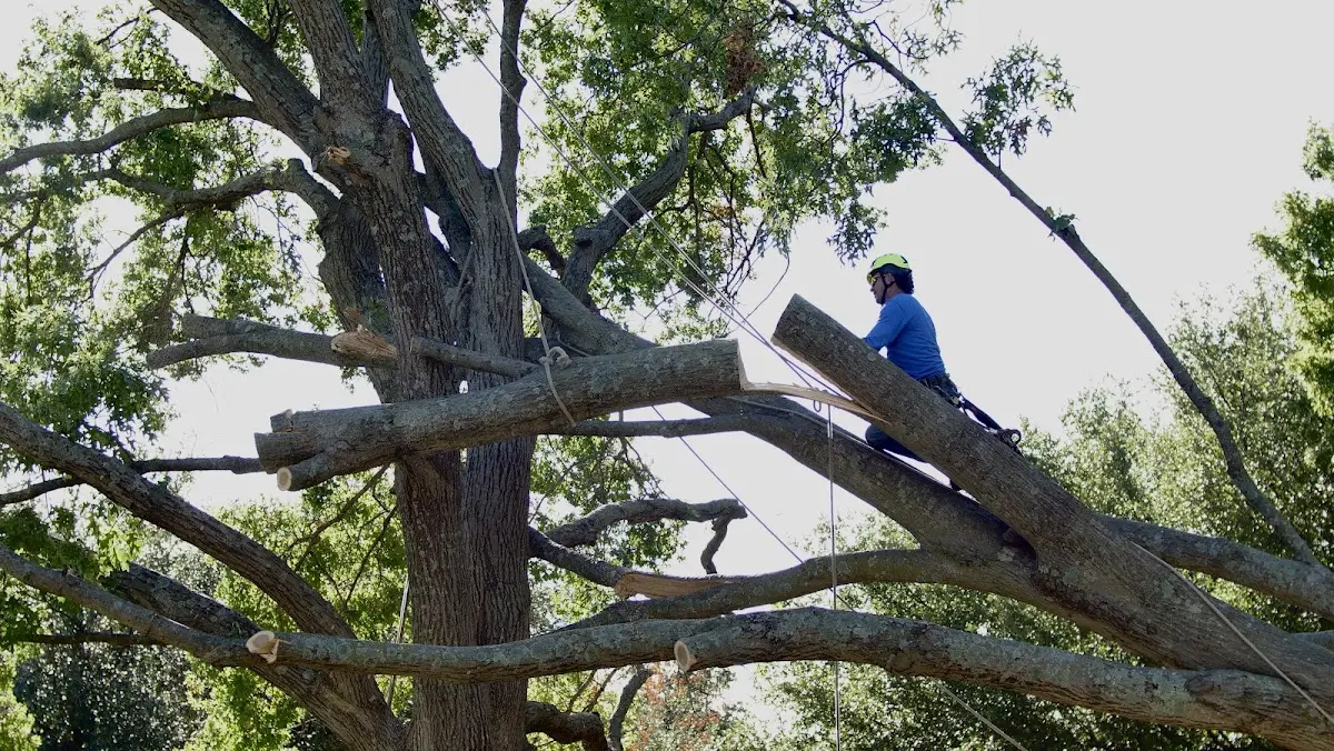 Professional Crown Thinning performed by certified arborists in Kearney