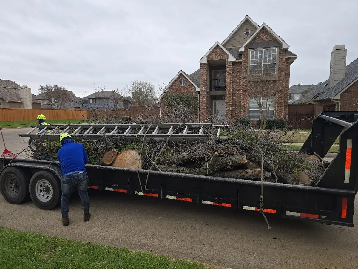 Expert Deadwooding with proper safety equipment in Kearney